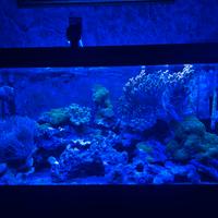 Acquario marino 350 litri