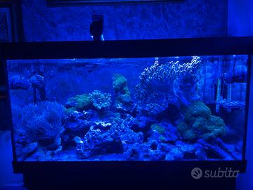 Acquario marino 350 litri