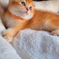 Scottish Fold