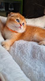Scottish Fold