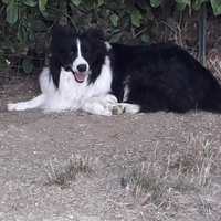 Maschio border collie da accoppiamento