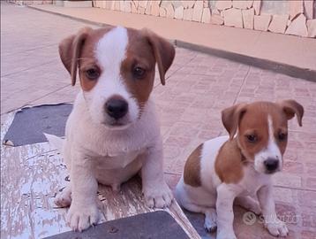 Jack Russell