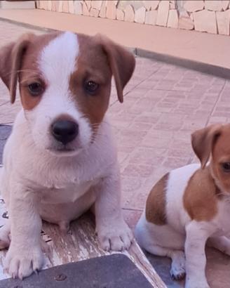 Jack Russell