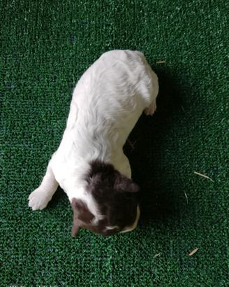 Cucciola di lagotto romagnolo