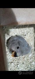 Pullo di inseparabile