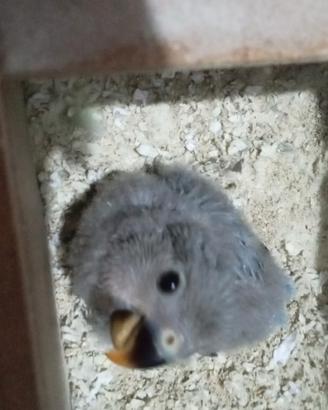 Pullo di inseparabile