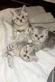 British shorthair
