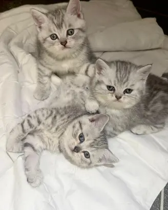 British shorthair