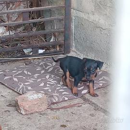 Cuccioli pinscher