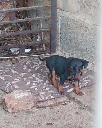 Cuccioli pinscher