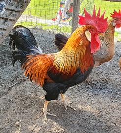 Stupendo gallo livornese a collo dorato