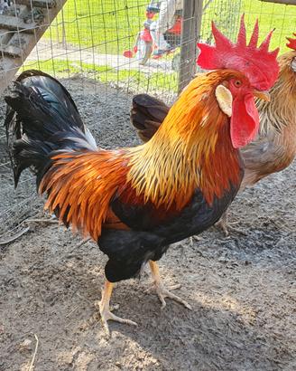 Stupendo gallo livornese a collo dorato