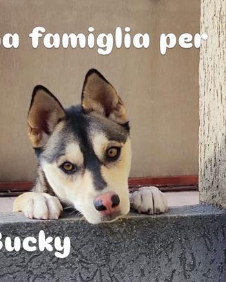 Adotta cagnolino " Meticcio"