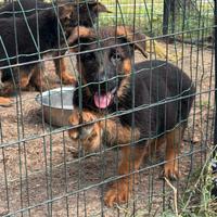 Cucciole di pastore tedesco