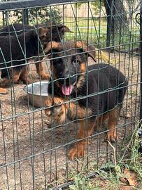 Cucciole di pastore tedesco