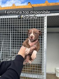 Pitbull UKC Catania
