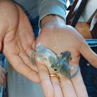 Minighiri africani cuccioli