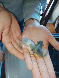 Minighiri africani cuccioli