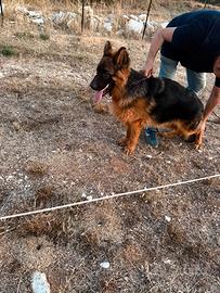 Cucciolo pastore tedesco