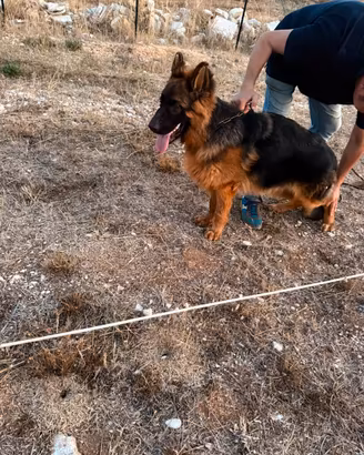 Cucciolo pastore tedesco