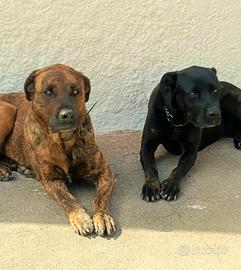 Neera e Skye