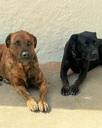 Neera e Skye