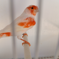 Coppia rosso mosaico