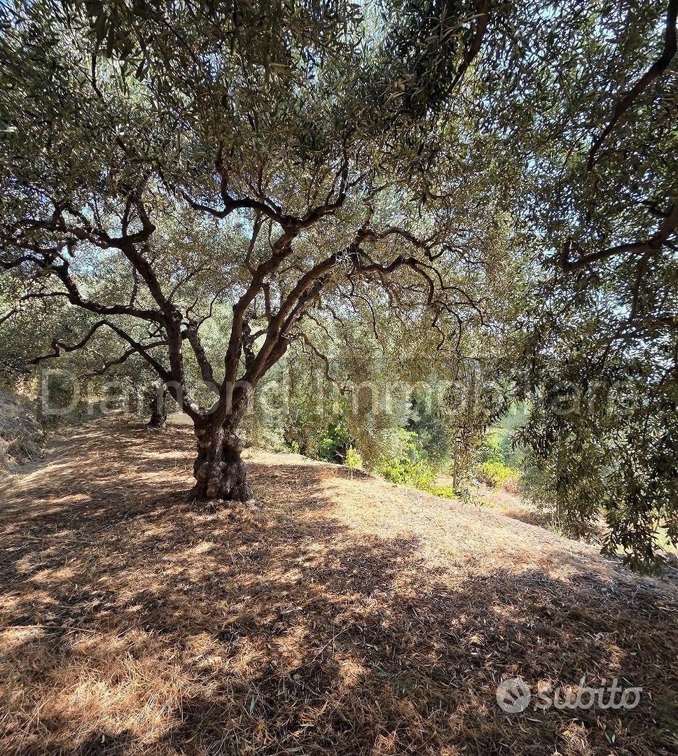 Terreno agricolo vigneto e uliveto a Calatabiano - Vista 3