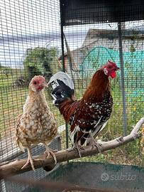 Coppia Bantam