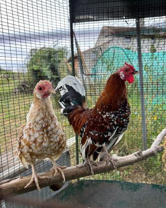 Coppia Bantam