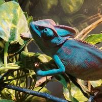 Camaleonte calyptratus