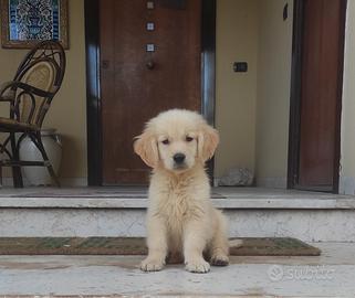 Golden retriever