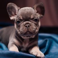 Cucciolo bulldog francese lilac tan
