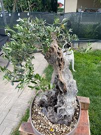 Bonsai ulivo