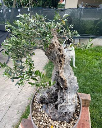 Bonsai ulivo