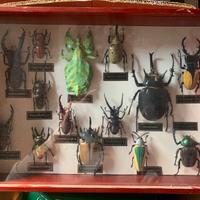 Insetti da collezione