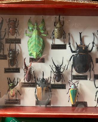Insetti da collezione