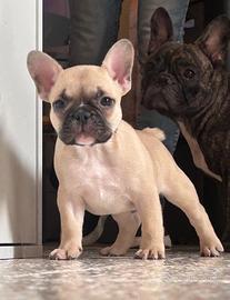 Cucciolo di bulldog francese
