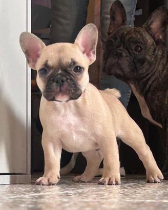 Cucciolo di bulldog francese