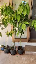3 piante in vaso di avocado