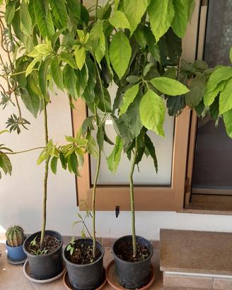 3 piante in vaso di avocado