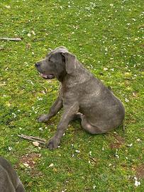 Cane corso