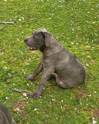 Cane corso