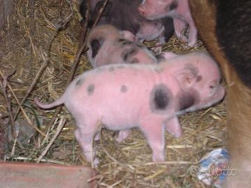 Maialini nani vietnamiti