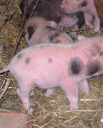 Maialini nani vietnamiti