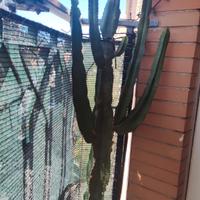 pianta euphorbia eritrea 