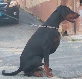 Dobermann