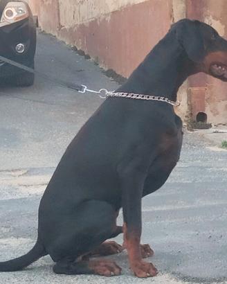 Dobermann