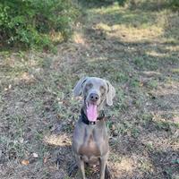 Monta Weimaraner