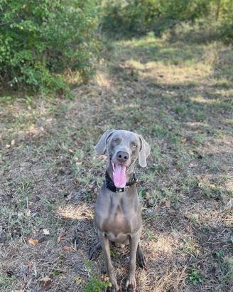 Monta Weimaraner